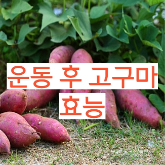  운동후 고구마 먹으면 좋은 이유