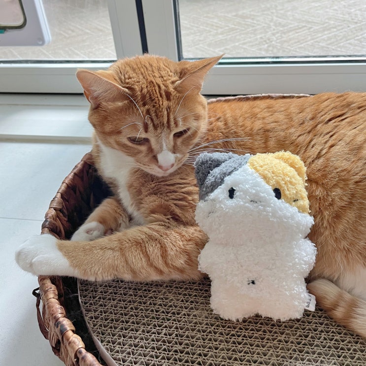 깜찍하고 귀여운 비마이펫 삼색이 고양이 키링 깜찍하고 귀여운 비마이펫 삼색이 고양이 키링