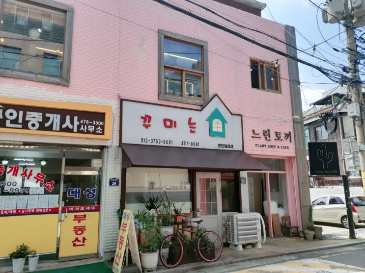  초보식집사일지 : 강동역 플랜트샵 느린토끼 방문기(백장수매 구입)