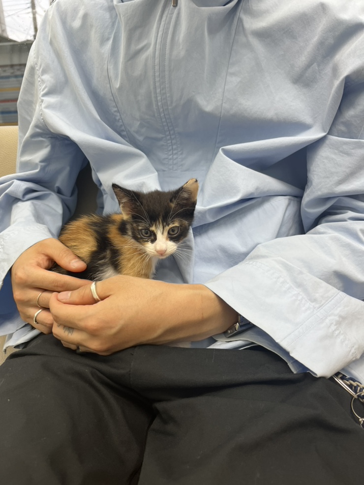  회색 눈 냥이 김꾸꾸