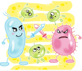 유산균 다양한 효능과 건강 소화 면역