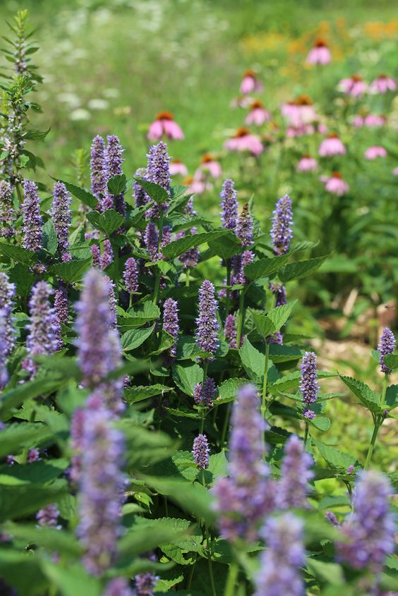  히솝(Hyssopus officinalis) 관리 방법