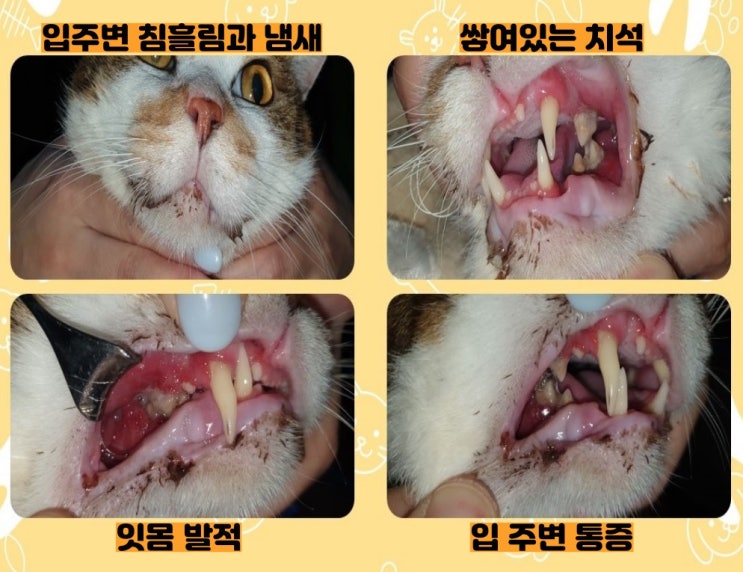  광주 고양이 치과 - 고양이 전발치, 어떻게 진행될까요?[광주 치과 동물병원, 고양이 전발치, 고양이 발치, 고양이 치주염, 고양이 스케일링]