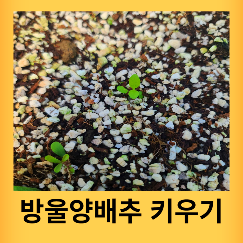 방울양배추 키우기 미니 꼬마 양배추 씨앗 파종하기