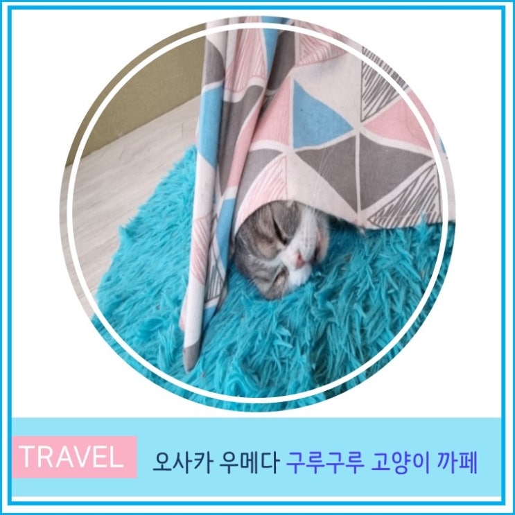  간사이 오사카여행 우메다 나카자키초 카페거리 구루구루 고양이카페 이색데이트