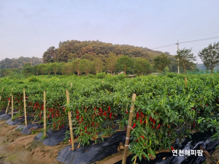  연천 노지 홍고추 세물 수확중