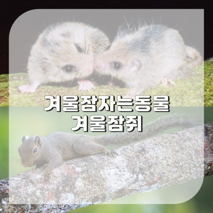  겨울잠 자는 동물 겨울잠쥐 정보 피그미 다람쥐 차이