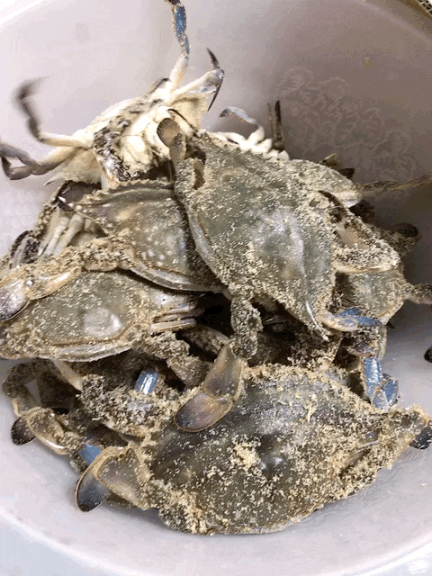  이마트꽃게 활꽃게 톱밥꽃게 3kg 50%할인 해양수산부 이마트 행사대한민국 수산대전 상품 후기