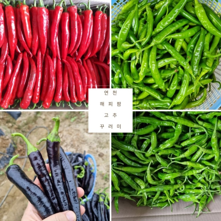  연천고추꾸러미 삼색고추장아찌 오색장아찌 고추장아찌 초간단레시피