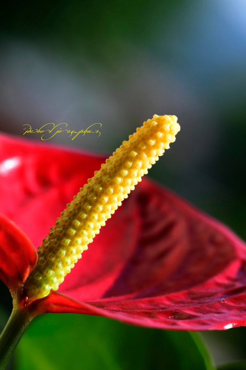 (Anthurium schottianum Croat & R.A.Baker) :
