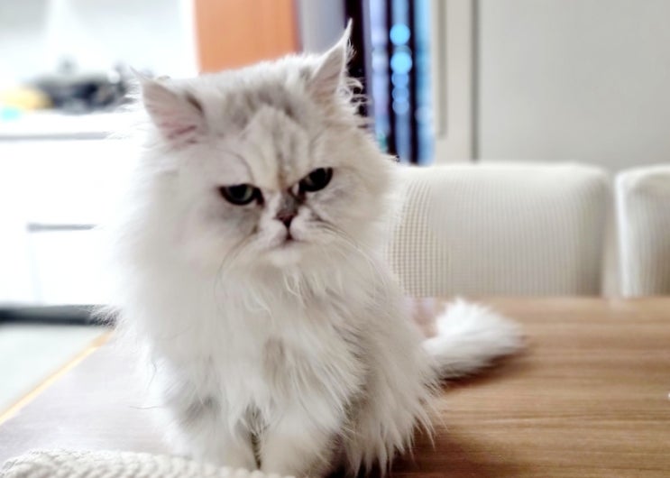  고양이 언어 이해 능력, 고양이는 사람 말을 얼마나 알아들을까?