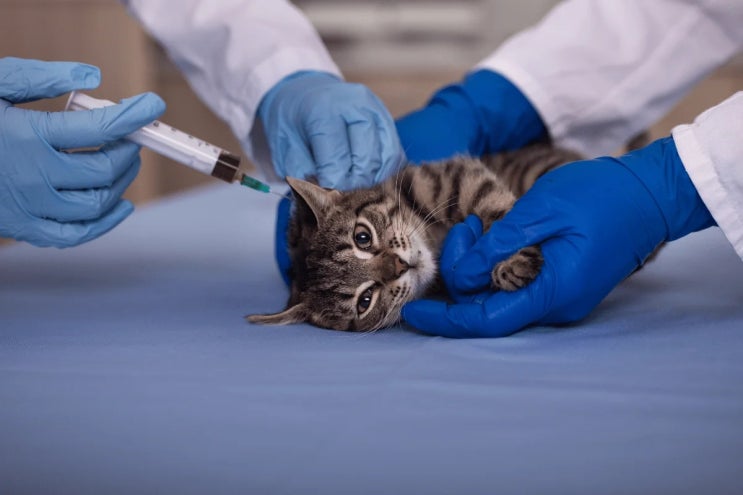 노묘와 백신. 노령 고양이의 예방접종. Vaccinating Senior, Geriatric Cat