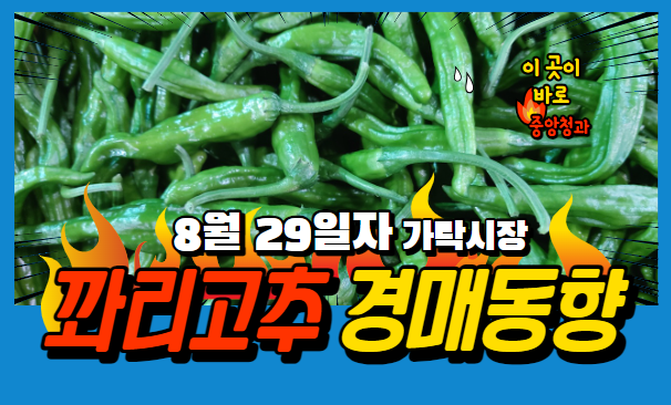  [경매사 일일보고] 8월 29일자 가락시장 꽈리고추 경매동향을 살펴보겠습니다!