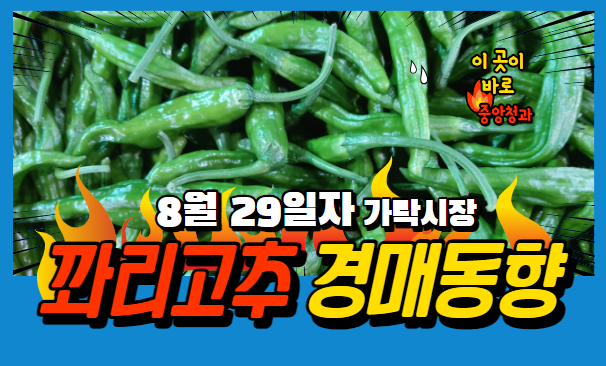 [경매사 일일보고] 8월 29일자 가락시장 꽈리고추 경매동향을 살펴보겠습니다!