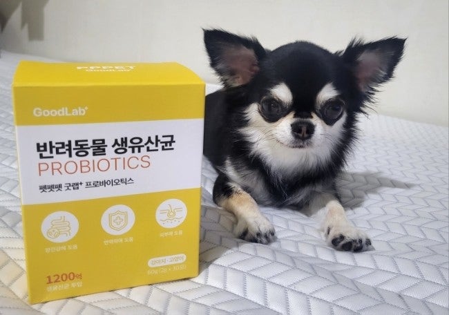 강아지 유산균☆펫펫펫 굿랩 프로바이오틱스☆강아지 설사
