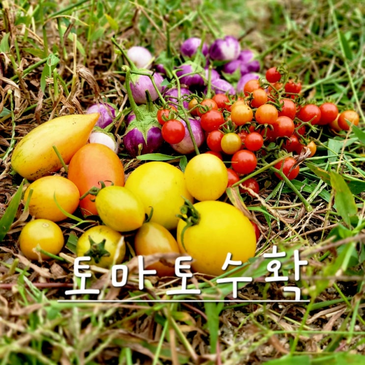  8월 마지막 주 텃밭/ 유럽토마토 수확