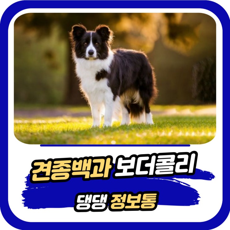  보더콜리 기본정보 포토 성격 털빠짐 등