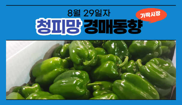  [경매사 일일보고] 8월 29일자 가락시장 청피망 경매동향을 살펴보겠습니다!