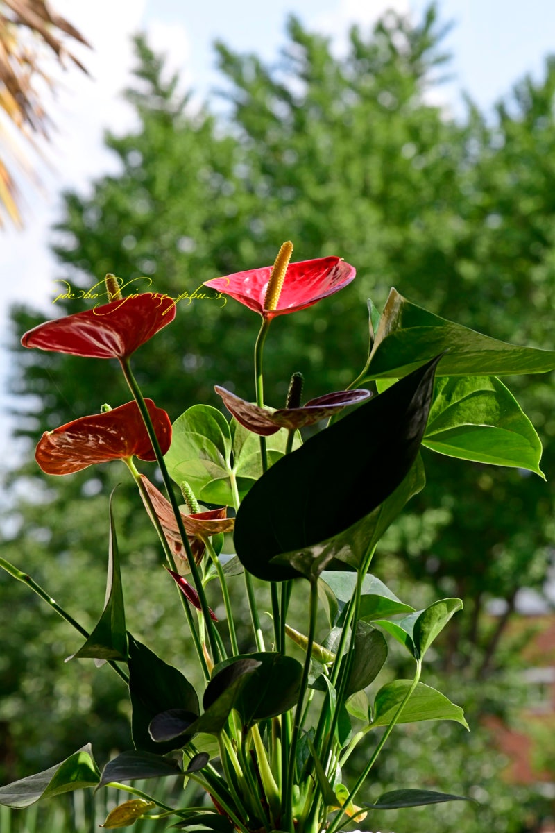 (Anthurium schottianum Croat & R.A.Baker) :