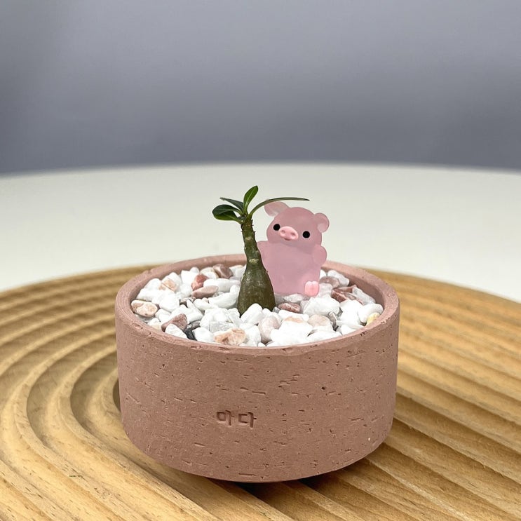  [서울] 사바나 농장, 살아있는 보석함 리톱스 그리고 나의 아기 오베슘