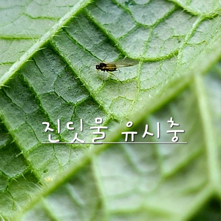  날개 달린 진딧물 유시충