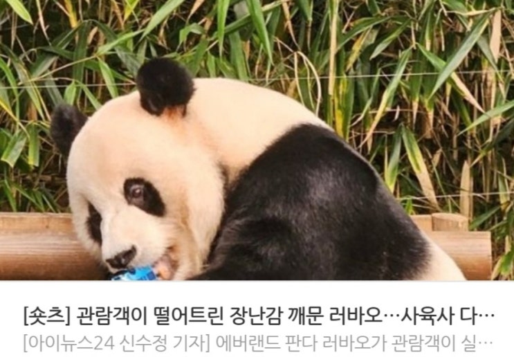 <실시간핫이슈> 관람객이 떨어트린 장난감 깨문 러바오 사육사 다친 곳 없어 / MZ청년 결혼 안 하는 이유 1위 결혼 자금 부족 동거만 가능 무려 81% <실시간핫이슈> 관람객이 떨어트린 장난감 깨문 러바오 사육사 다친 곳 없어 / MZ청년 결혼 안 하는 이유 1위 결혼 자금 부족 동거만 가능 무려 81%