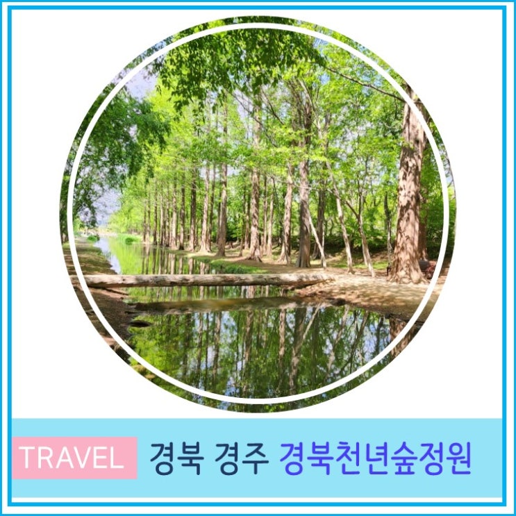  경주 산책하기 좋은  경북천년숲정원 (경북산림환경연구원) 외나무다리