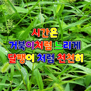  거북이 처럼 느리게 달팽이처럼 천천히