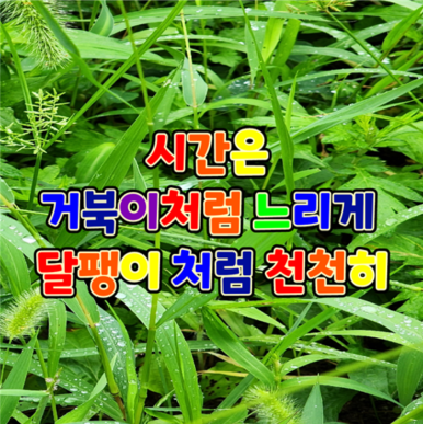 거북이 처럼 느리게 달팽이처럼 천천히