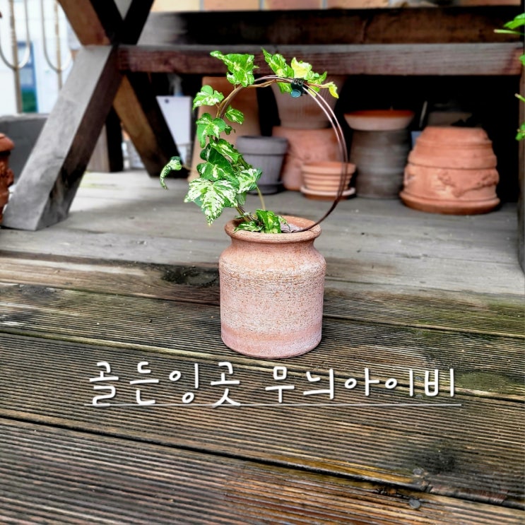  골든잉곳 무늬아이비 키우기