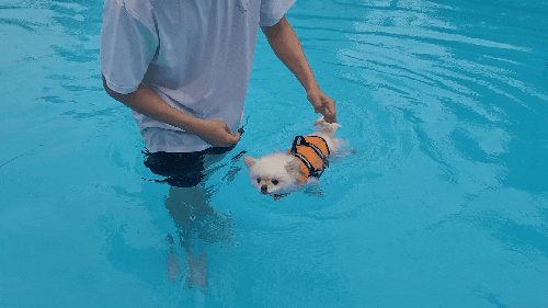  강원도 양양여행 애견동반펜션 [글램독] 강아지수영장 뛰뛰운동장 바베큐장 내돈내산 솔직후기