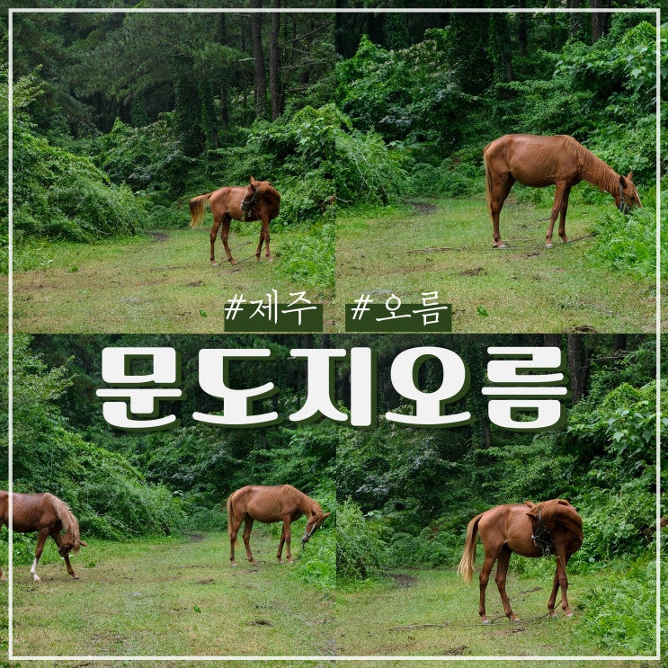  제주 문도지오름 말사진 찍는곳 +가는길 / 주차