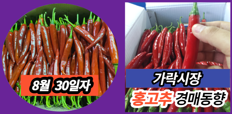  [경매사 일일보고] 8월 30일자 가락시장 홍고추 경매동향을 살펴보겠습니다!