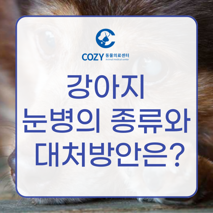  강아지 눈병의 종류와 예방법 그리고 백내장검진은 안과전문동물병원에서 - 인천 코지 동물의료센터