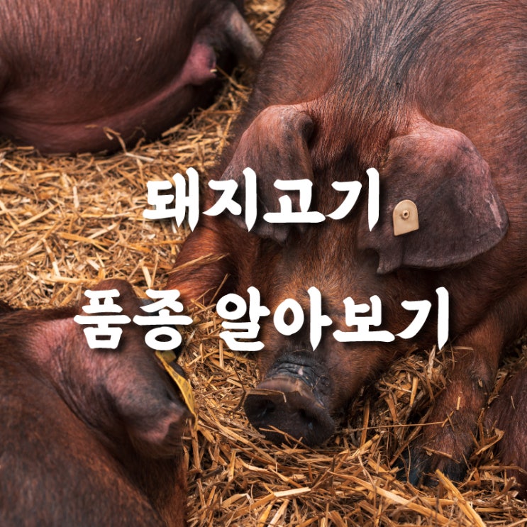  돼지고기 품종도 이제 알고먹자 돼지도 이제 다양화 시대