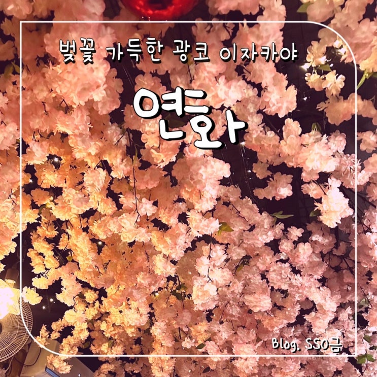  [광장코아] 연화 : 벚꽃 가득 분위기 좋은 이자카야 내돈내산 후기