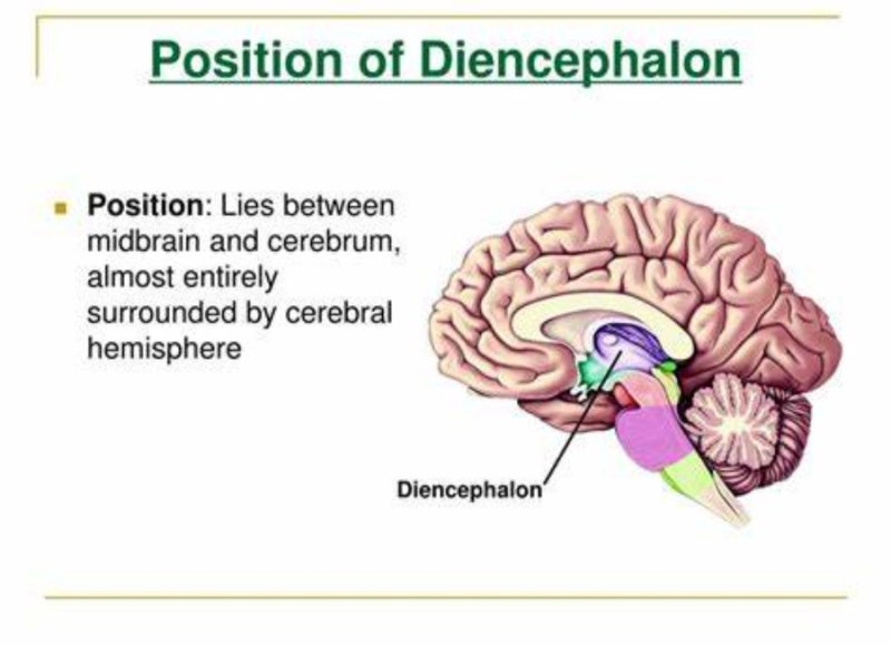 간뇌(diencephalon, 사이뇌)에 대한 이해 : 네이버 블로그