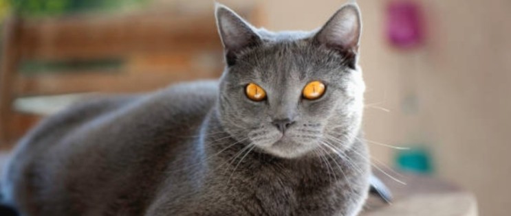 샤트룩스 기본정보, 프랑스 회색 고양이 품종 (25)