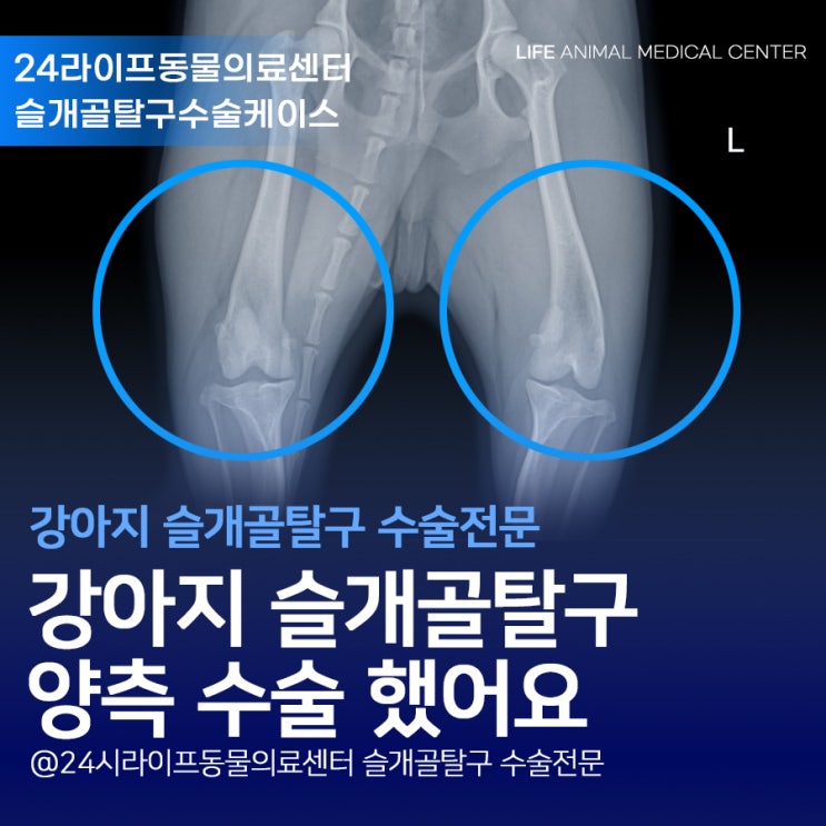 대구강아지슬개골수술  : 비숑 슬개골탈구 수술 강아지 무릎 통증 치료