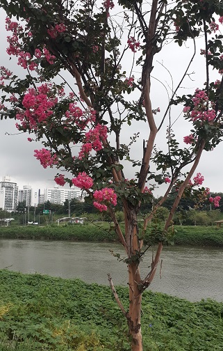  중랑구 사주: 진법무민(盡法無民),사주용어, 사주첩경 문답,#동하사주타로작명원, 이동하 작명원