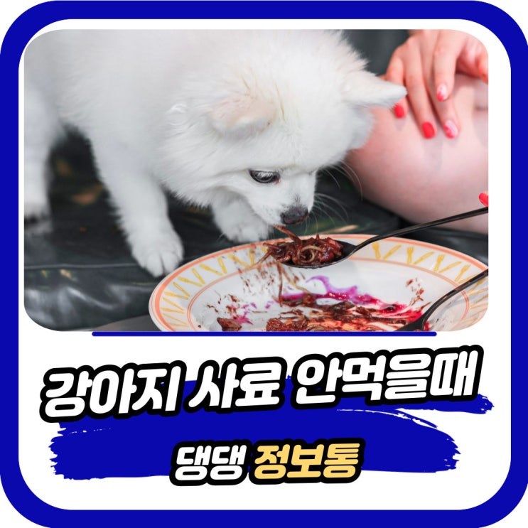  강아지 밥 안먹을때 사료 먹이는 꿀팁