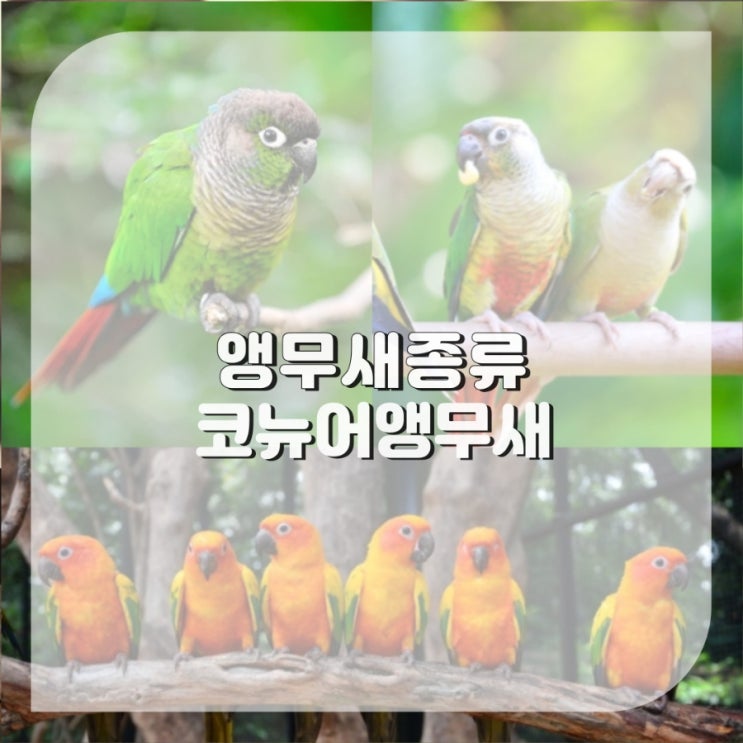  코뉴어 앵무새 종류 썬 그린칙 파인애플 코뉴어지능 수명 특징