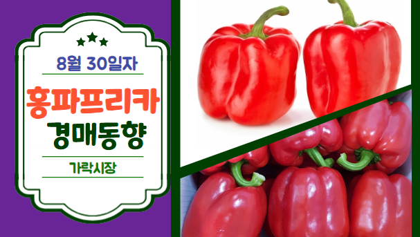  [경매사 일일보고] 8월 30일자 가락시장 홍파프리카 경매동향을 살펴보겠습니다!