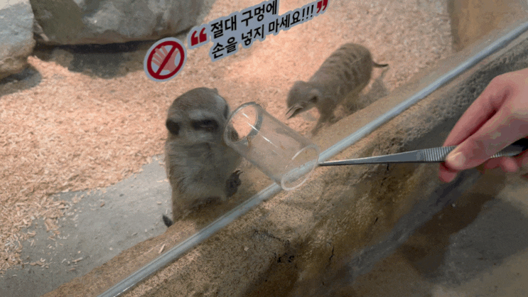  [부산명지]부산 실내동물원“라라쥬 동물원”명지아기랑 (먹이체험,동물교감)