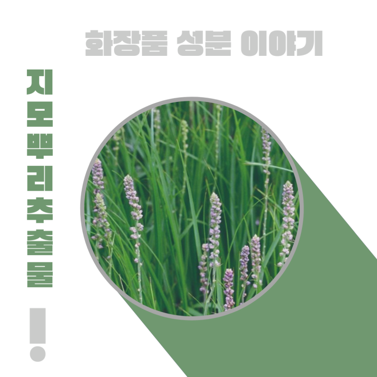  화장품 성분 이야기: 지모뿌리추출물 [ Anemarrhena Asphodeloides Bunge ]