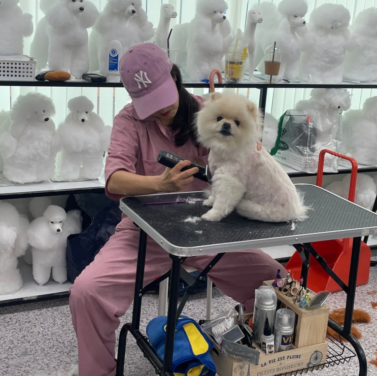  부산애견미용학원 전문가 연수과정 필요 이유 솔직한 후기