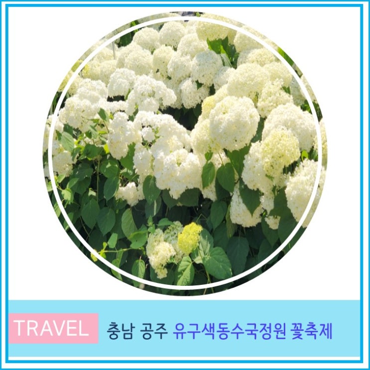  충남 천안 아산 예산근교 수국 명소 공주 유구 색동수국정원 꽃 축제, 개화상태, 주차장, 무료입장