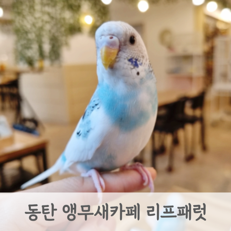  동탄앵무새카페 리브패럿 동탄점 아이와 갈만한 체험 키즈카페