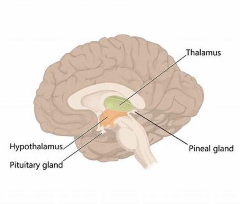 간뇌(diencephalon, 사이뇌)에 대한 이해 : 네이버 블로그