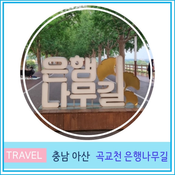  아산 곡교천 은행나무길 천안 근교 가볼만한 곳 충남 여행
